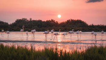 Activités Camargue