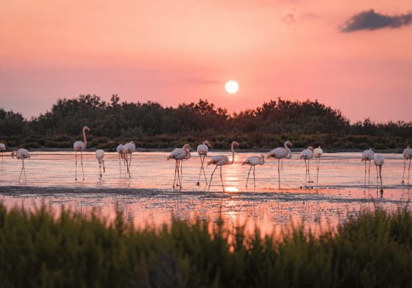 Qué hacer en Camargue: 8 visitas para viajeros comprometidos