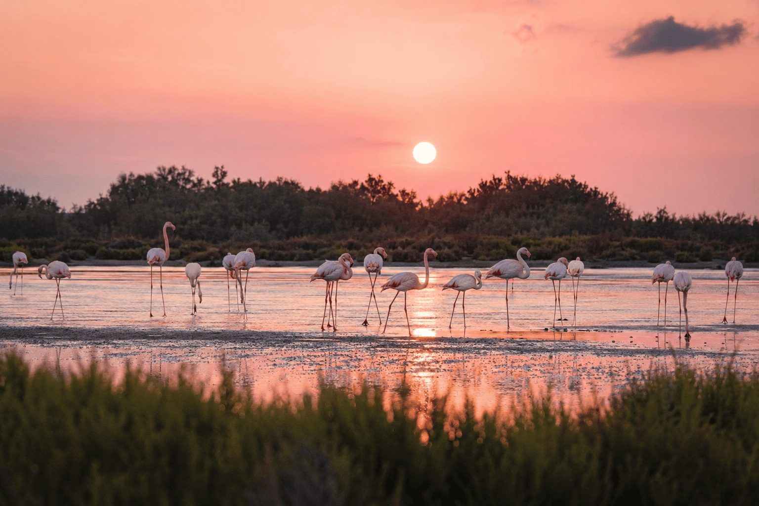Qué hacer en Camargue: 8 visitas para viajeros comprometidos