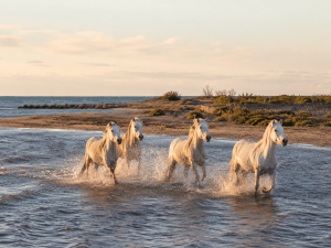 Chevaux en Camargue